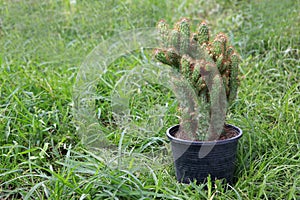 Cereus jamacaru fm. monstrosus. photo