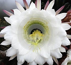 Cereus Peruvianus Cactus Blossom