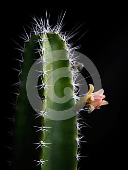 Cereus peruvianus cactus flower just before blossoming. Black ba