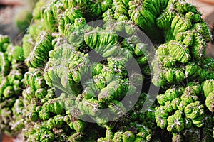 Cereus Peruvianus Monstrose Cactus.