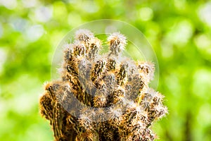 Cereus peruvianus Monstrosus