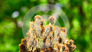 Cereus peruvianus Monstrosus cactus