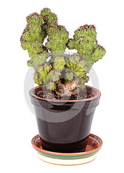 Cereus peruvianus Monstrosus