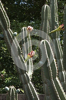 Cereus peruvianus or night blooming cereus with flower stalks.