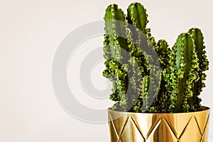 Cereus peruvianus `Paolina` cactus on white background.