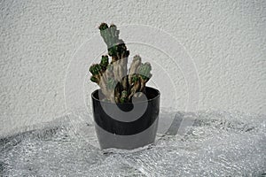 Cereus peruvianus var. monstrosus in a flower pot in July. Berlin, Germany photo