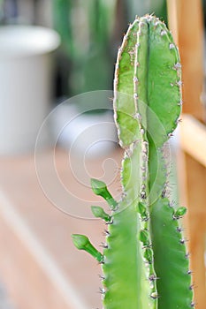 Cereus sp, Fairy Castle or Cereus peruvianus