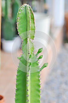 Cereus sp, Fairy Castle or Cereus peruvianus