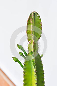 Cereus sp, Fairy Castle or Cereus peruvianus 