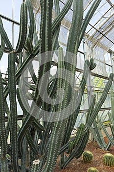 Cereus Validus Haworth cactus in a green house.