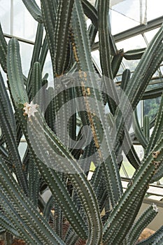 Cereus Validus Haworth cactus in a green house.