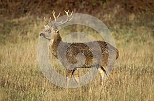 CERF BARASINGHA cervus duvauceli