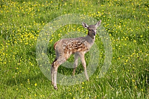 CERF ROUGE cervus elaphus