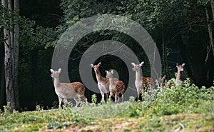 CERF SIKA  cervus nippon