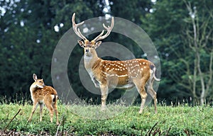 CERF SIKA DU VIETNAM cervus nippon pseudaxis