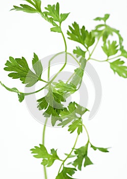 CERFEUIL anthriscus cerefolium