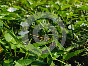 Ceriagrion coromandelianum is a species of damselfly in the family Coenagrionidae.This species can be found in South Asian