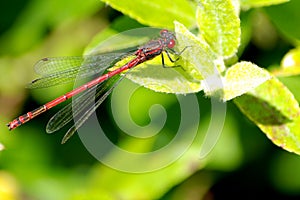 A Ceriagrion tenellum small red damselfly