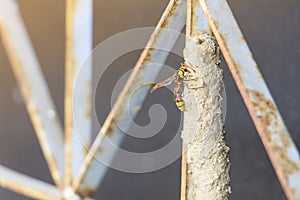 Ceriana wasp builds its nest at grille