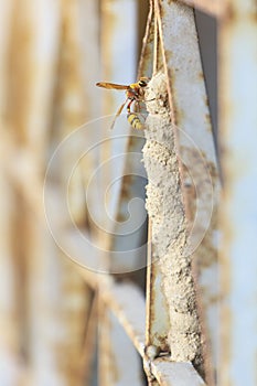 Ceriana wasp builds its nest at grille