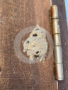 Ceriana wasp, Wasp-mimic Hoverfly Hymenoptera Ceriana sp nest.