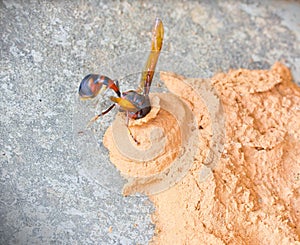 Ceriana wasp, Wasp-mimic Hoverfly (Hymenoptera Ceriana sp) nest. photo