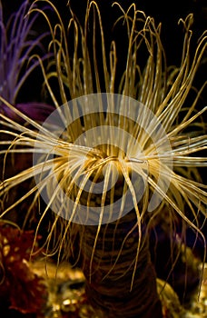 Cerianthus membranaceus