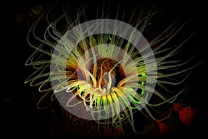 Cerianthus Sea Anemone