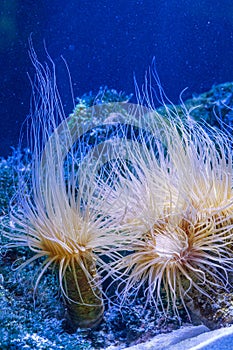 Cerianthus sea anemone sheltering mysid shrimps