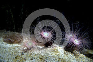 Cerianthus underwater warm with tentacles