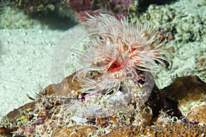 Ceriantus underwater sea red and white flower worm