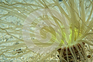 A ceriantus underwater sea yellow flower worm