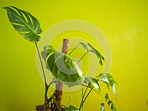 ceriman (Monstera deliciosa) plant