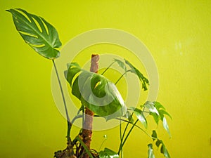 ceriman (Monstera deliciosa) plant photo