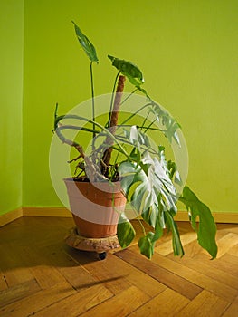 ceriman (Monstera deliciosa) plant photo