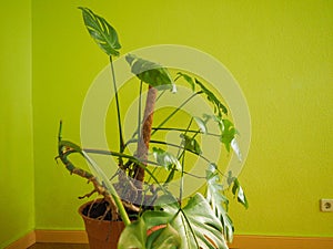 ceriman (Monstera deliciosa) plant photo
