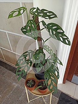 Ceriman or Philodendron monstera is a philodendron with distinctive leaves that split when it is grown. photo