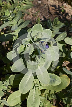 Cerinthe major purpurascens photo