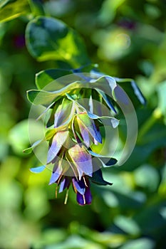 Cerinthe major, called honeywort photo