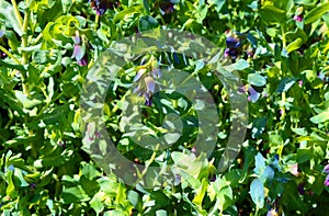 Cerinthe major, called honeywort photo