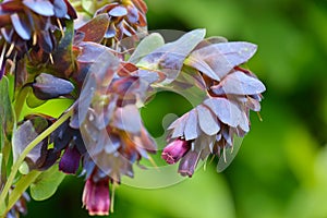 Cerinthe major purpurascens blue honeywort