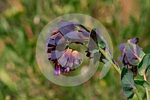 Cerinthe major purpurascens blue honeywort, annual plant