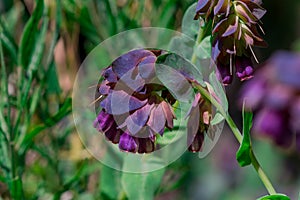 Cerinthe major purpurascens blue honeywort, annual plant