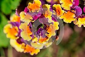 Cerinthe major purpurascens blue honeywort, annual plant