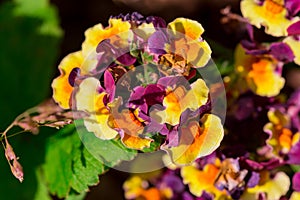 Cerinthe major purpurascens blue honeywort, annual plant