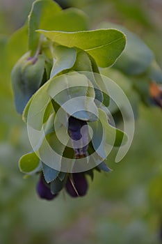 Cerinthe major purpurascens purple flower head with muted foliage background photo