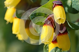 Cerinthe major - yellow flower photo