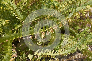 Cerinthe minor subsp. minor in bloom photo