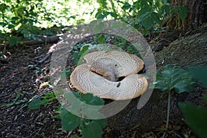 Cerioporus squamosus aka Polyporus squamosus is a basidiomycete bracket fungus. Berlin, Germany