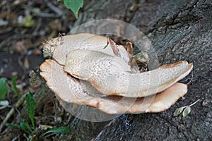 Cerioporus squamosus aka Polyporus squamosus is a basidiomycete bracket fungus. Berlin, Germany